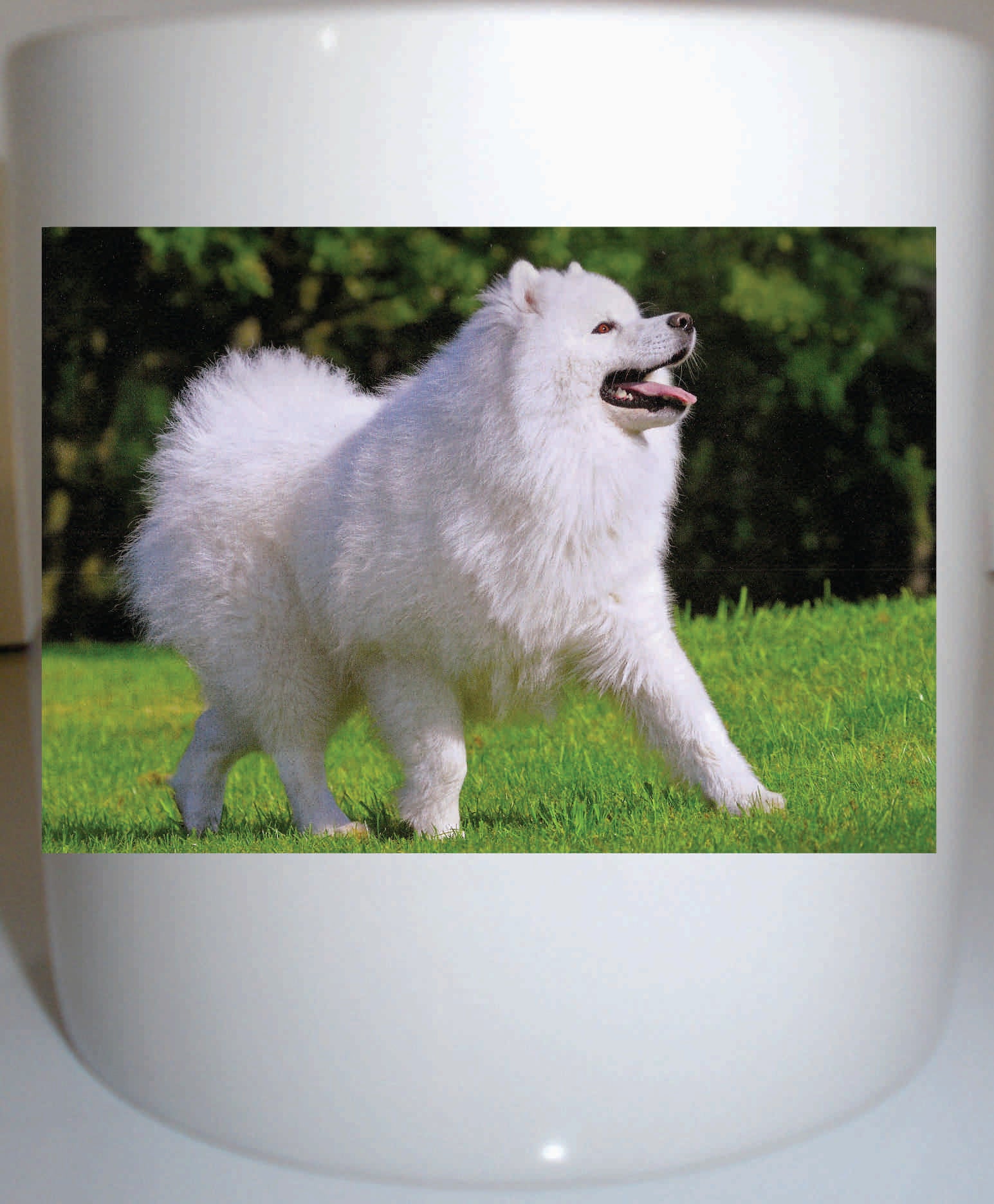 Samoyed mug 2024