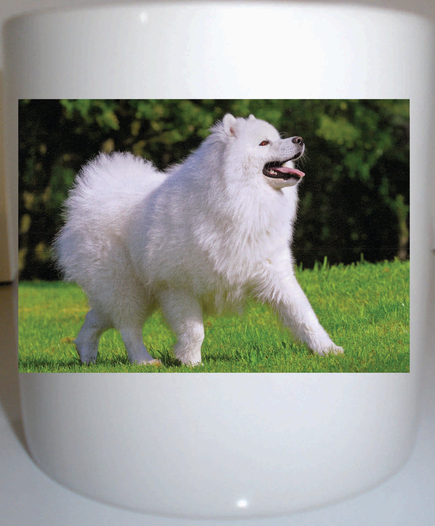 Samoyed 11 oz coffee mug