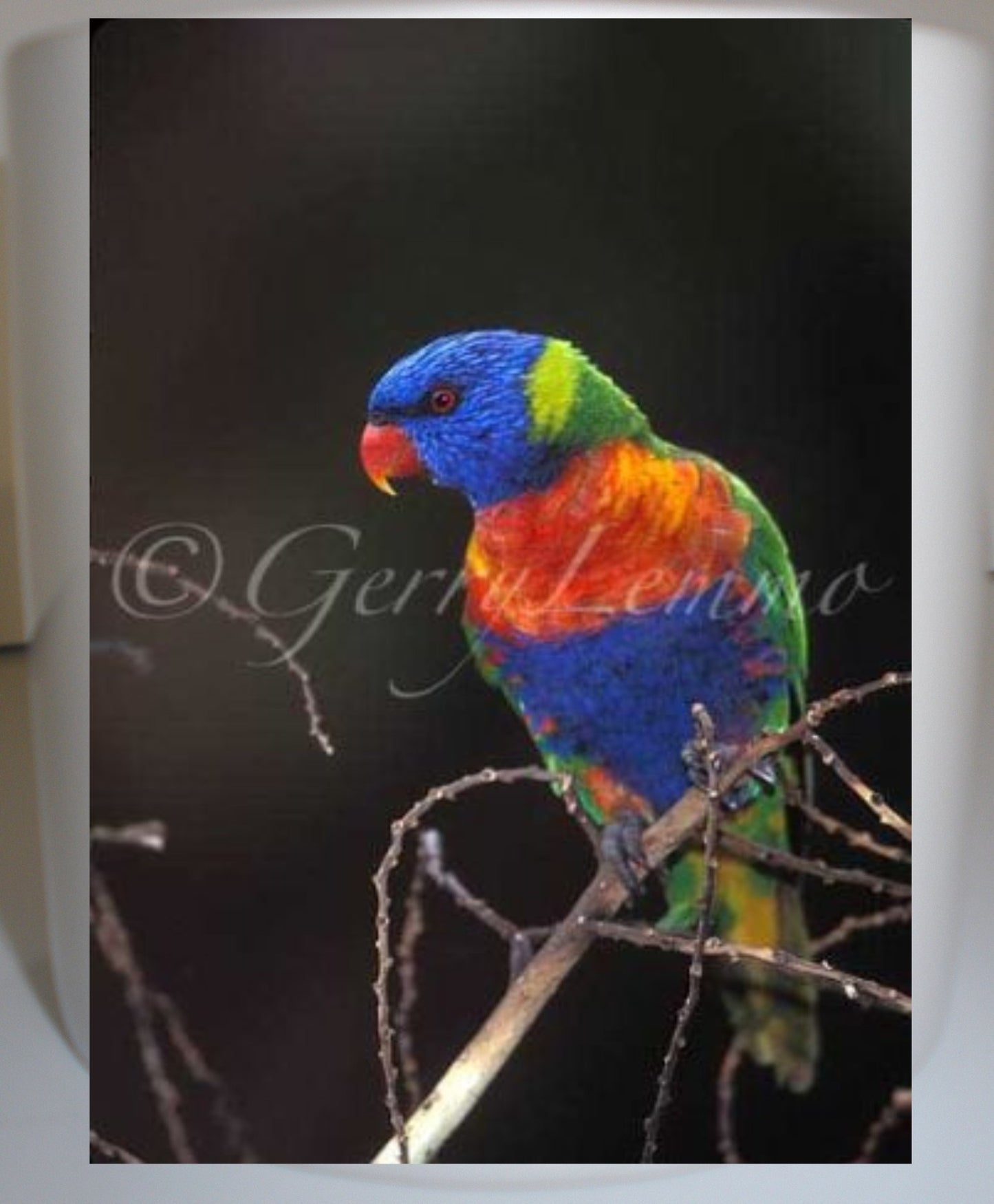 Rainbow Lorikeet Parrot 11 oz Coffee Mug